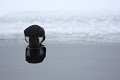 Au bord de la glace, le Cincle plonge la tête dans l'eau, sans doute pour repérer son déjeuner  