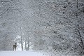Au petit matin, une chute de neige a paré la forêt de son manteau blanc chevreuil 