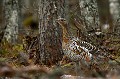Le plumage des femelles du Grand Tétras atteint des sommets dans l'art du camouflage  