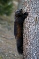 Grâce à de puissantes griffes, le glouton est bien équipé pour grimper aux arbres !  