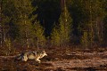 Un grand loup gris débouche de la forêt et traverse au petit trot la plaine  