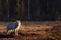 Calme et serein, le loup accorde un regard au monde des hommes...  