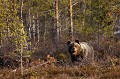 A la sortie de l'hiver, l'ours brun présente toujours une abondante fourrure  