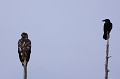 Guerre des nerfs entre un jeune pyguargue et un grand corbeau  