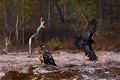 Le Grand Corbeau va harceler le rapace jusqu'à ce qu'il quitte les lieux !  