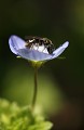 La petite abeille se délecte du nectar des premières fleurs  