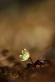 L'anémone sylvestre est une des premières fleurs à apparaitre au printemps, elle annonce le renouveau en forêt  