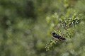 Une jeune hirondelle rustique, perchée sur la branche d'un buisson, attend le ravitaillement  
