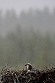 Stoïque, la femelle encaisse l'averse d'orage en protégeant ses petits de la pluie  