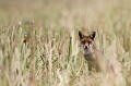 Rencontre inattendue avec un jeune renard dans les chaumes de colzas  