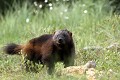 Si  le glouton est le plus gros des Mustélidés, il a indéniablement par moment un air de petit ours... glouton 