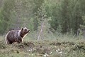 Le nez en l'air, l'ours prend des nouvelles du vent ours 