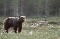 Dans son pelage d'été, le jeune ours a la ligne. D'ici peu, il aura engraissé pour l'hiver... ours 