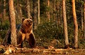 L'ours a mis son marcel blanc pour sa sortie du soir ours brun 