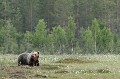L'ourse est sortie de la forêt proche pour un petit tour sur la tourbière ours brun 