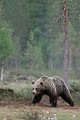 Si certains ours déambulent au milieu de la tourbière, d'autres préfèrent patrouiller en lisière ours brun 