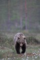 Contrairement à ses aînés, ce jeune ours a la ligne ours brun 