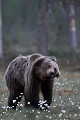 Petit nettoyage énergique du pelage ours brun 