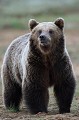 Oreilles tendues, l'ours écoute les bruits du déclenchement.... ours brun 