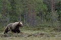 Après avoir rodé en forêt, l'ours se décide à en sortir ours brun 
