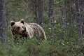 Ours en maraude au milieu de jeunes pins ours brun 