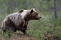 Malgré leur taille et leur poids, les ours sont d'une grande discrétion dans leurs déplacements ours brun 