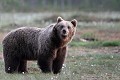 Dans la force de l'âge, l'ourse en impose.... ours brun 