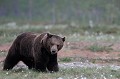 Entrée en scène d'un grand mâle particulièrement sombre ours brun 