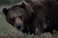 Le temps d'un battement de cœur, le grand brun jette un œil en direction de l'objectif... ours brun 
