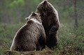 Les jeux d'ados préfigurent les futurs combats entre adultes ours brun 