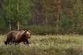 Balade au milieu de la tourbière en fleurs ours brun 