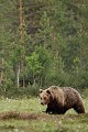 Le jour se lève, une retardataire traîne encore sur la tourbière ours brun 