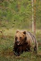 Au petit matin, l'ours déambule entre forêt et tourbière ours brun 
