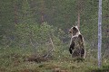 Dressé sur ses pattes arrières, l'ours a une bien meilleure vision sur l'objet de son inquiétude ours brun 