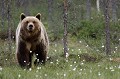 Jeune ours au milieu des linaigrettes ours brun 
