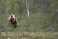 Tout sourire, l'ours s'apprête à faire son entrée sur la tourbière ours brun 