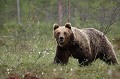 Pendant sa balade, l'ourse ne manque pas de regarder l'objectif et de sourire au photographe... ours brun 