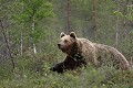 L'ourse connaît la forêt et ses sentiers comme sa poche... ours brun 