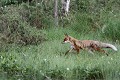 La renarde explore les lieux à pas feutrés  